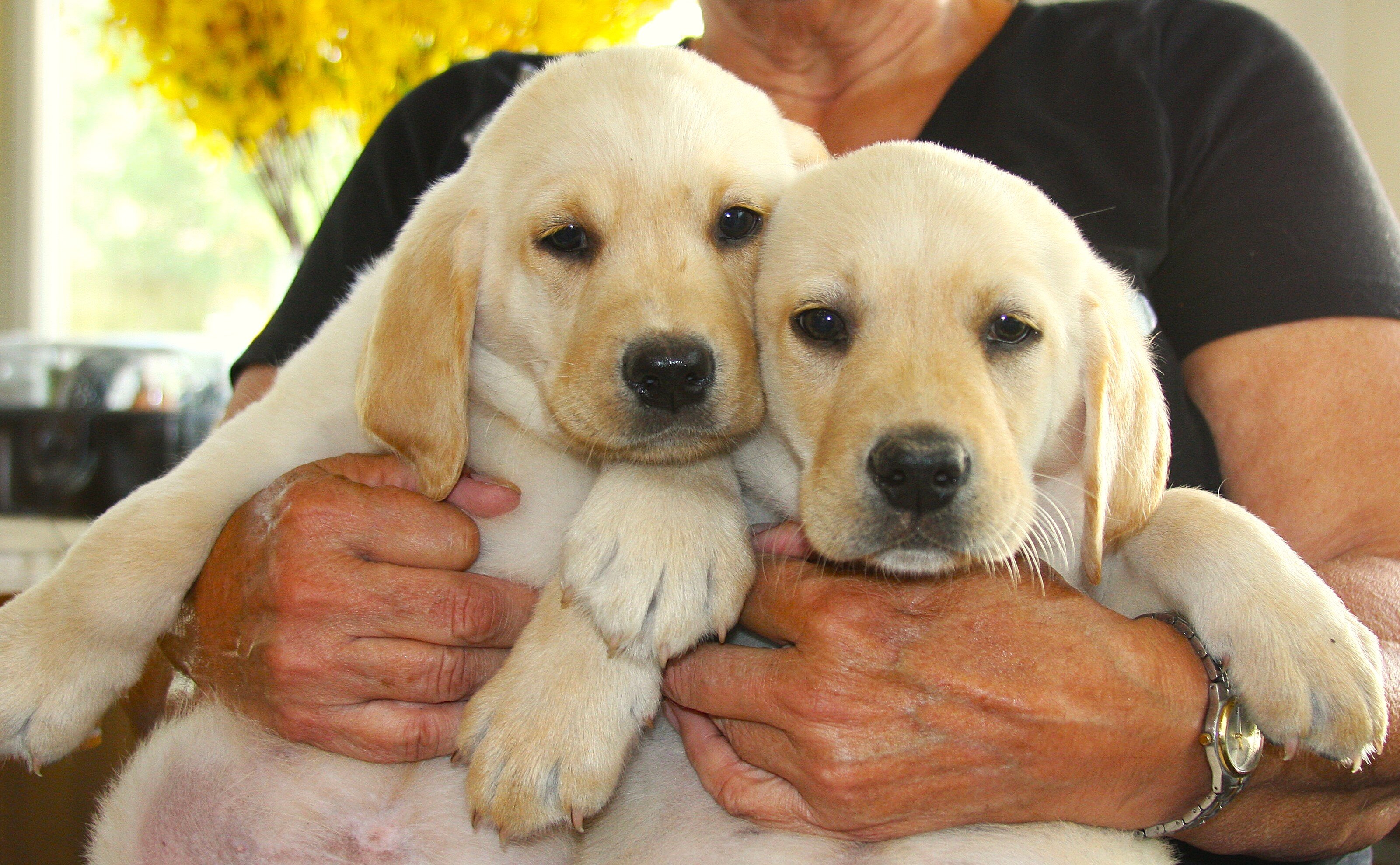 Labrador Retriever Puppies image 1