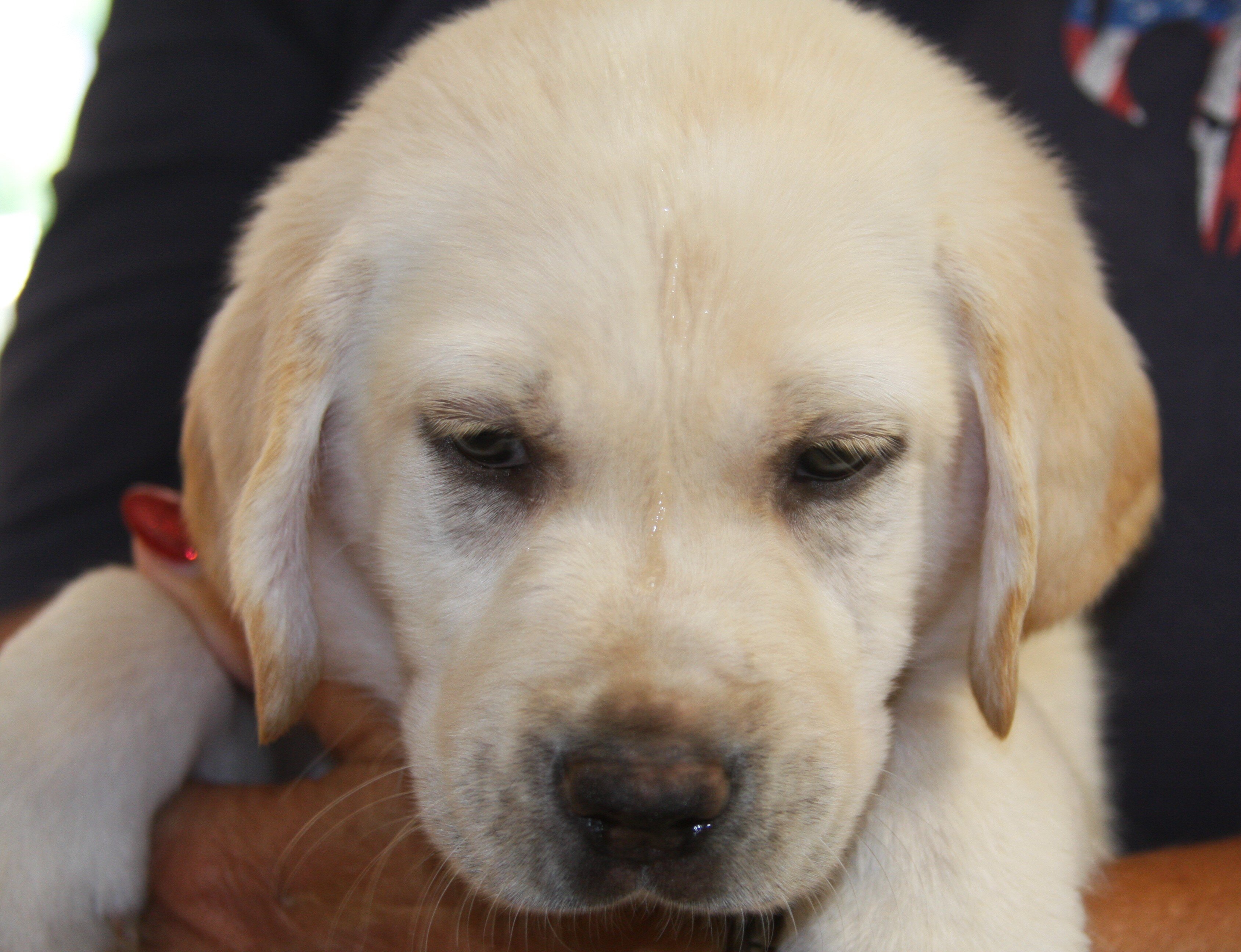 Labrador Retriever Puppies image 3