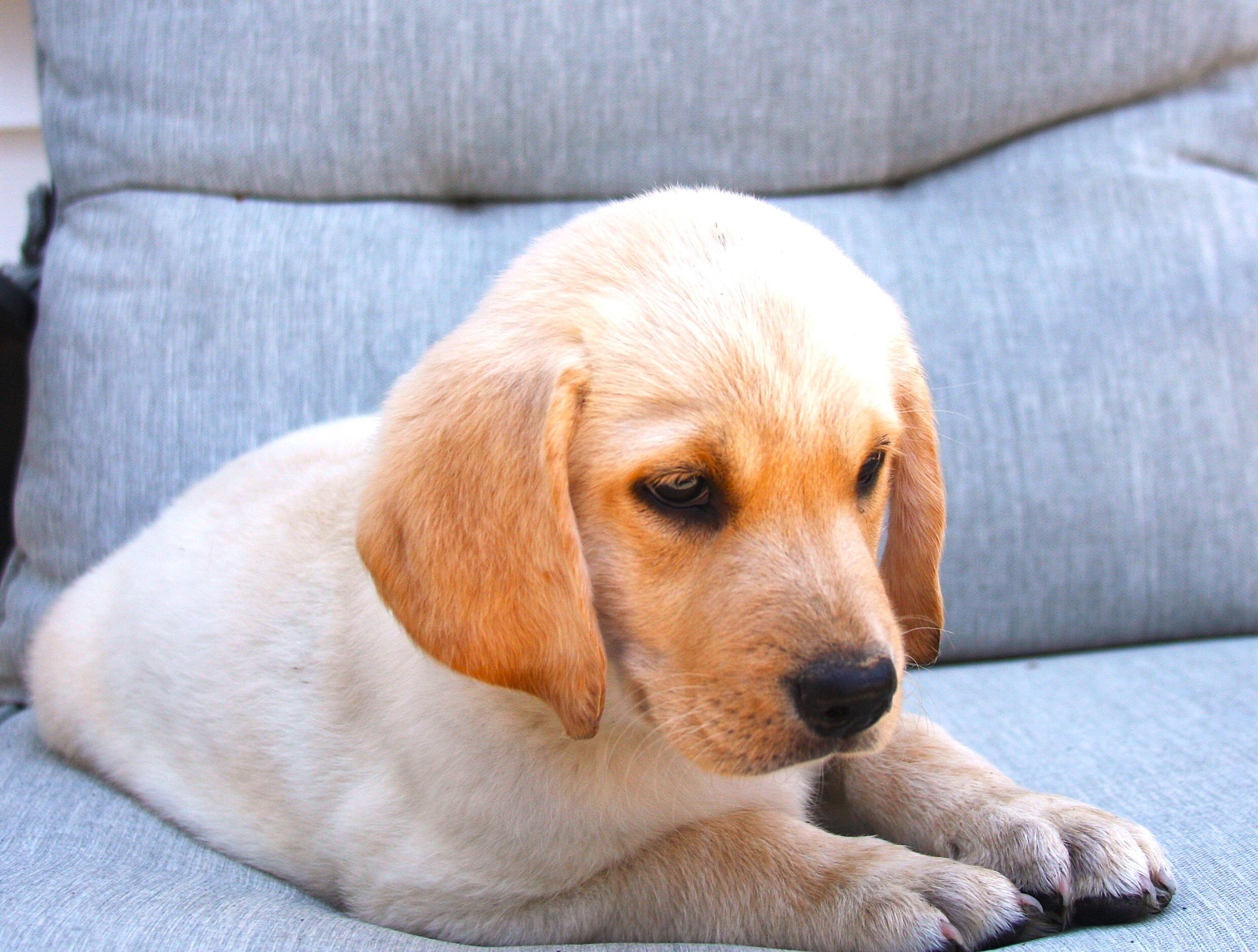 Labrador Retriever Puppies image 2