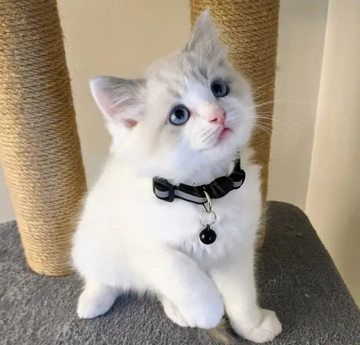 Adorable Home Raised Ragdoll Kittens image 1