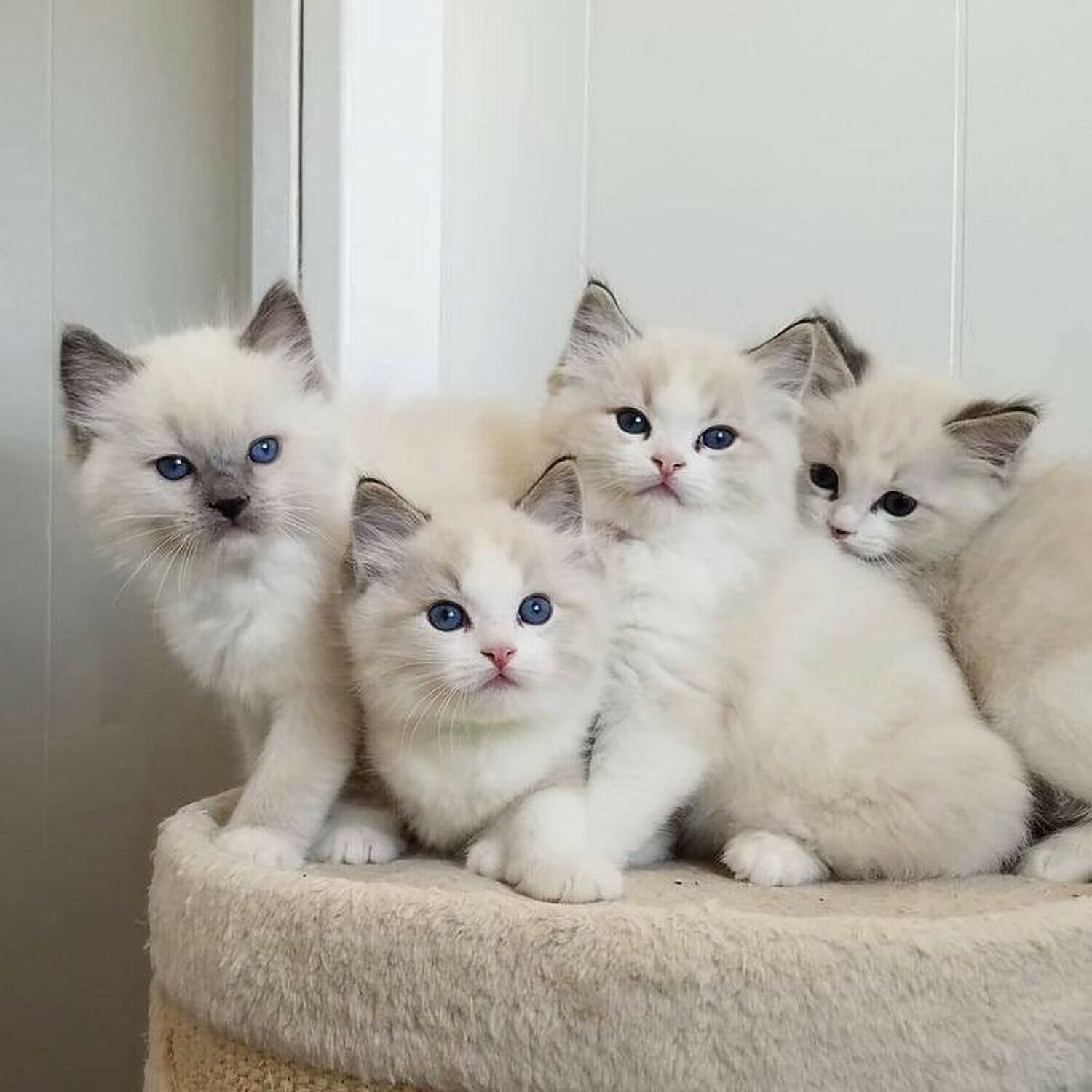 Beautiful GCCF champion ragdolls image 1