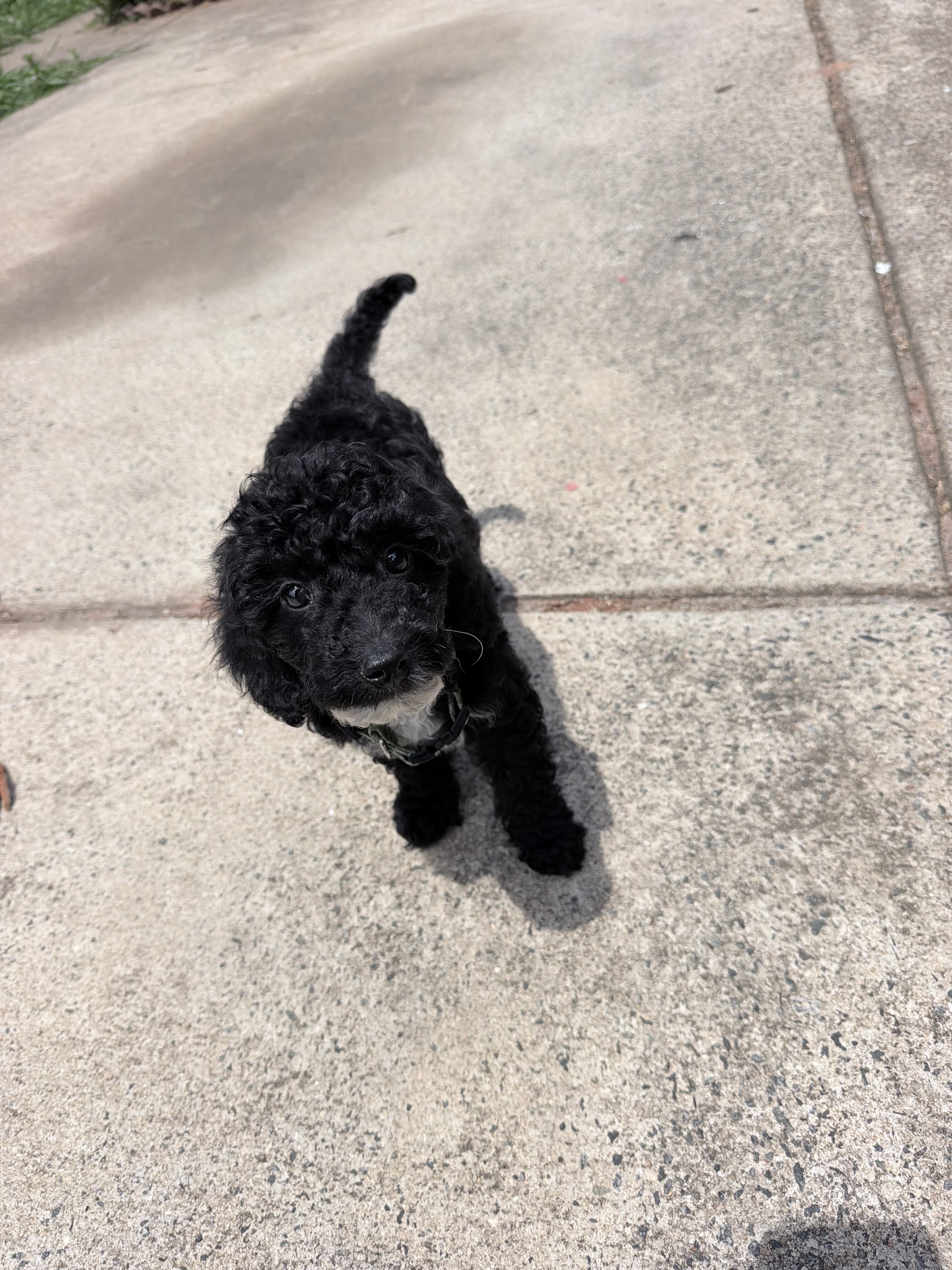 Mini Goldendoodle image 2