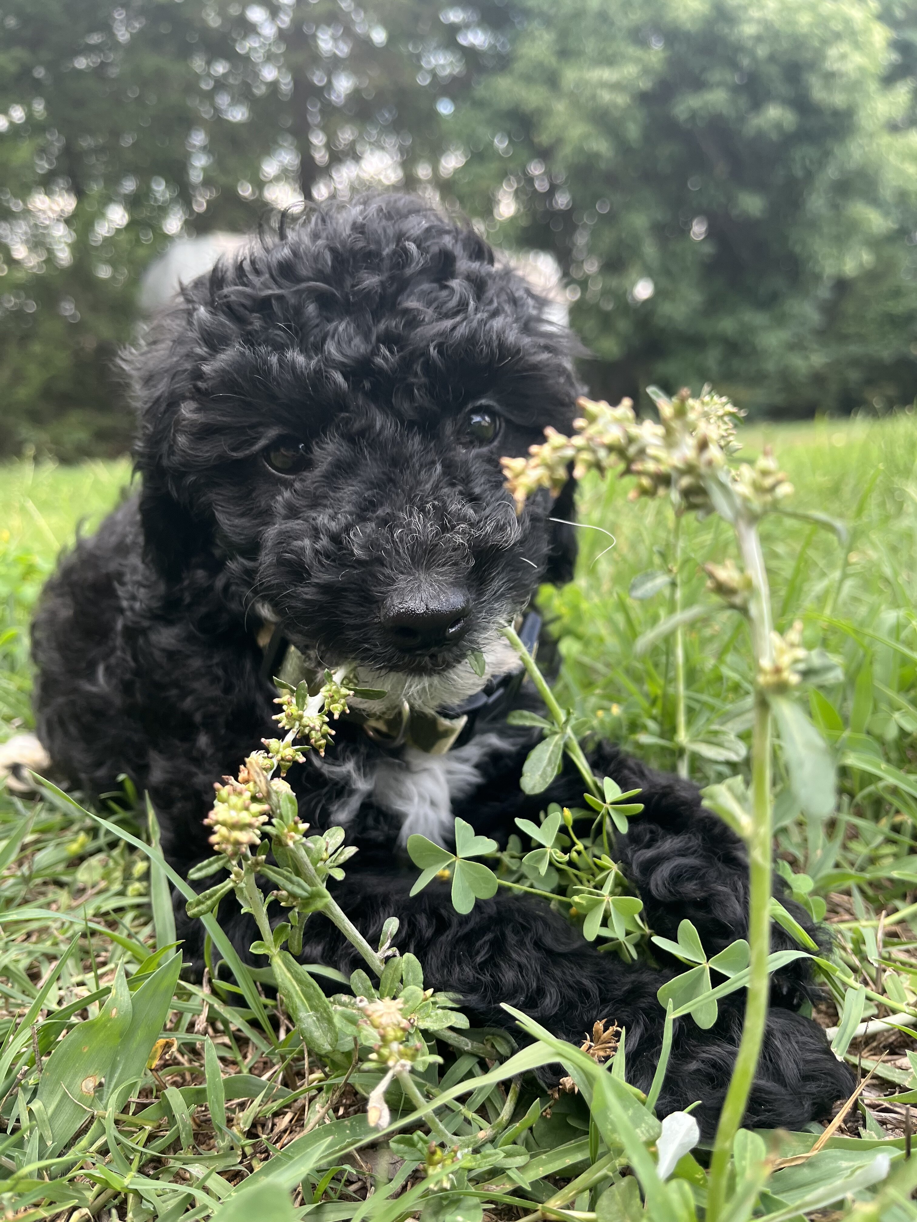 Mini Goldendoodle image 1