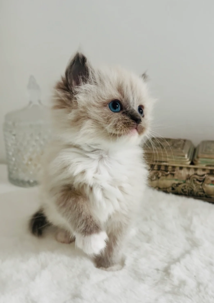 Champion line Ragdoll kittens ❤️😻 image 2