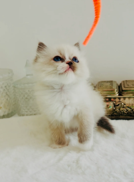 Champion line Ragdoll kittens ❤️😻 image 3