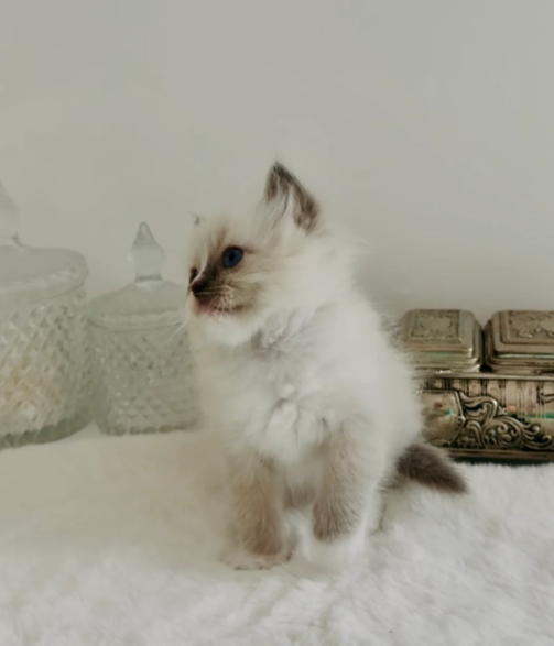 Champion line Ragdoll kittens ❤️😻 image 4