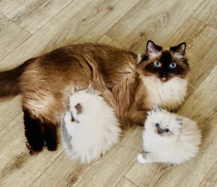 Champion line Ragdoll kittens ❤️😻 image 5