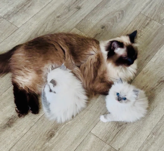 Champion line Ragdoll kittens ❤️😻 image 6