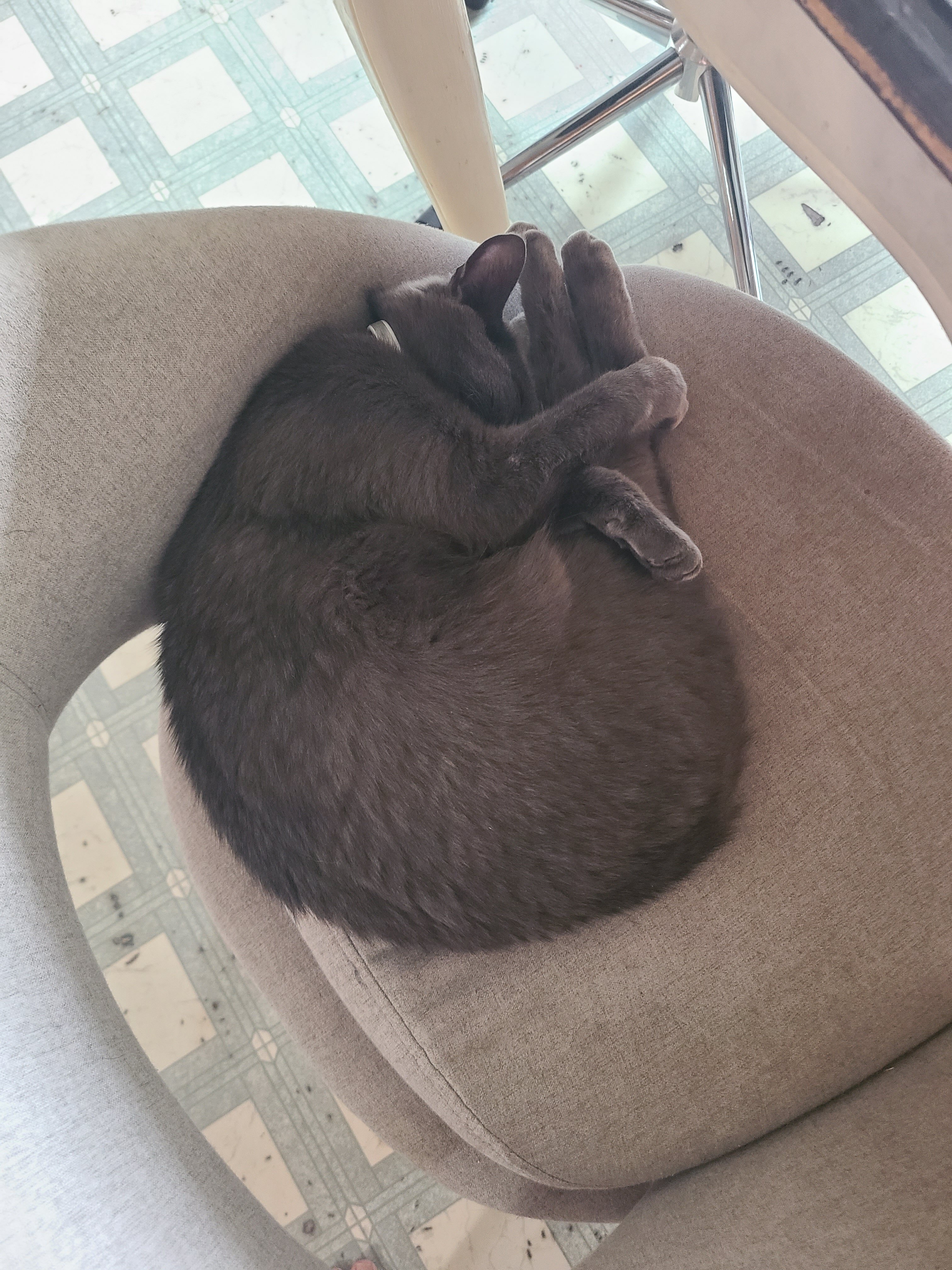 2 cats image 10