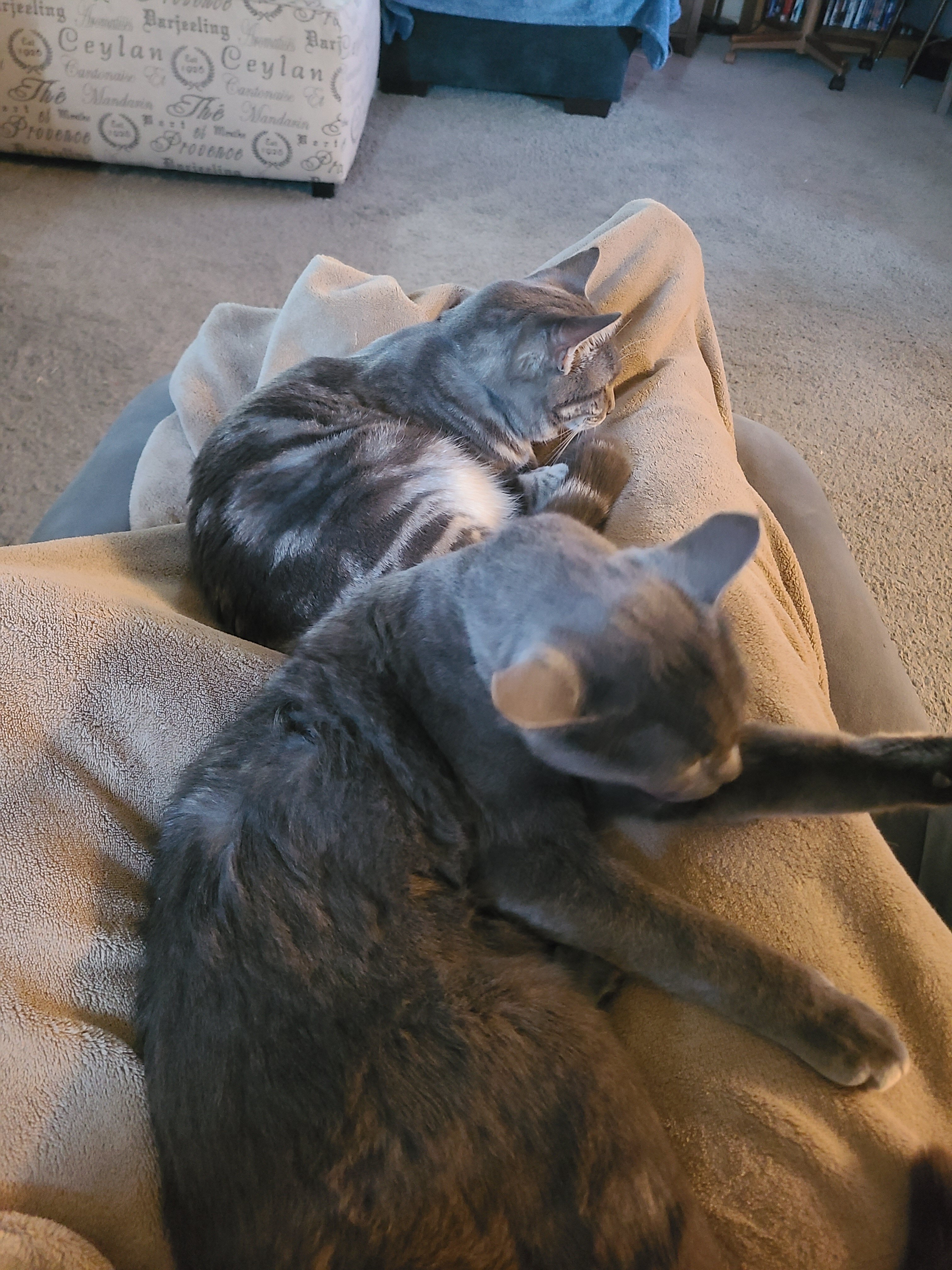 2 cats image 9