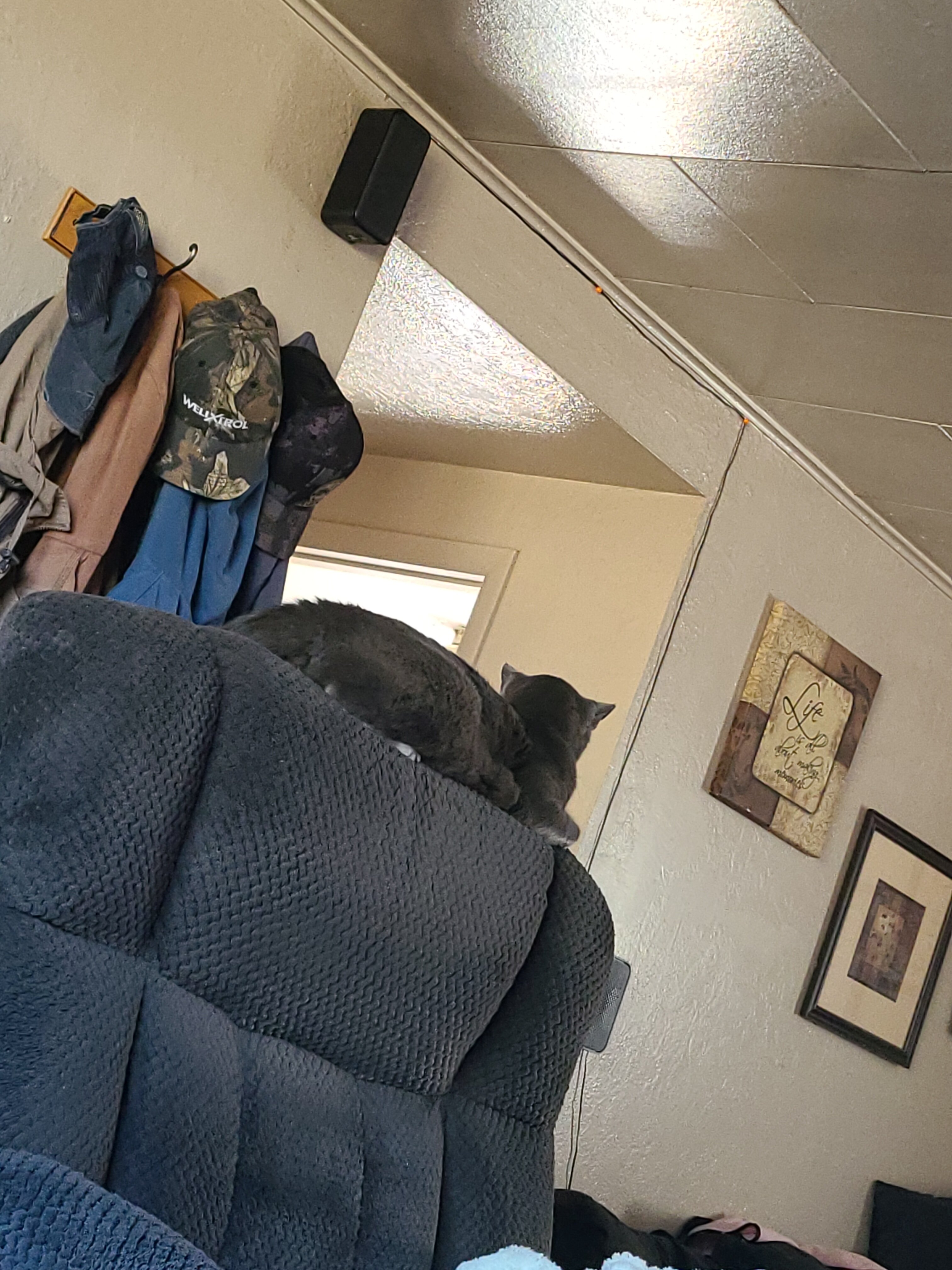 2 cats image 8