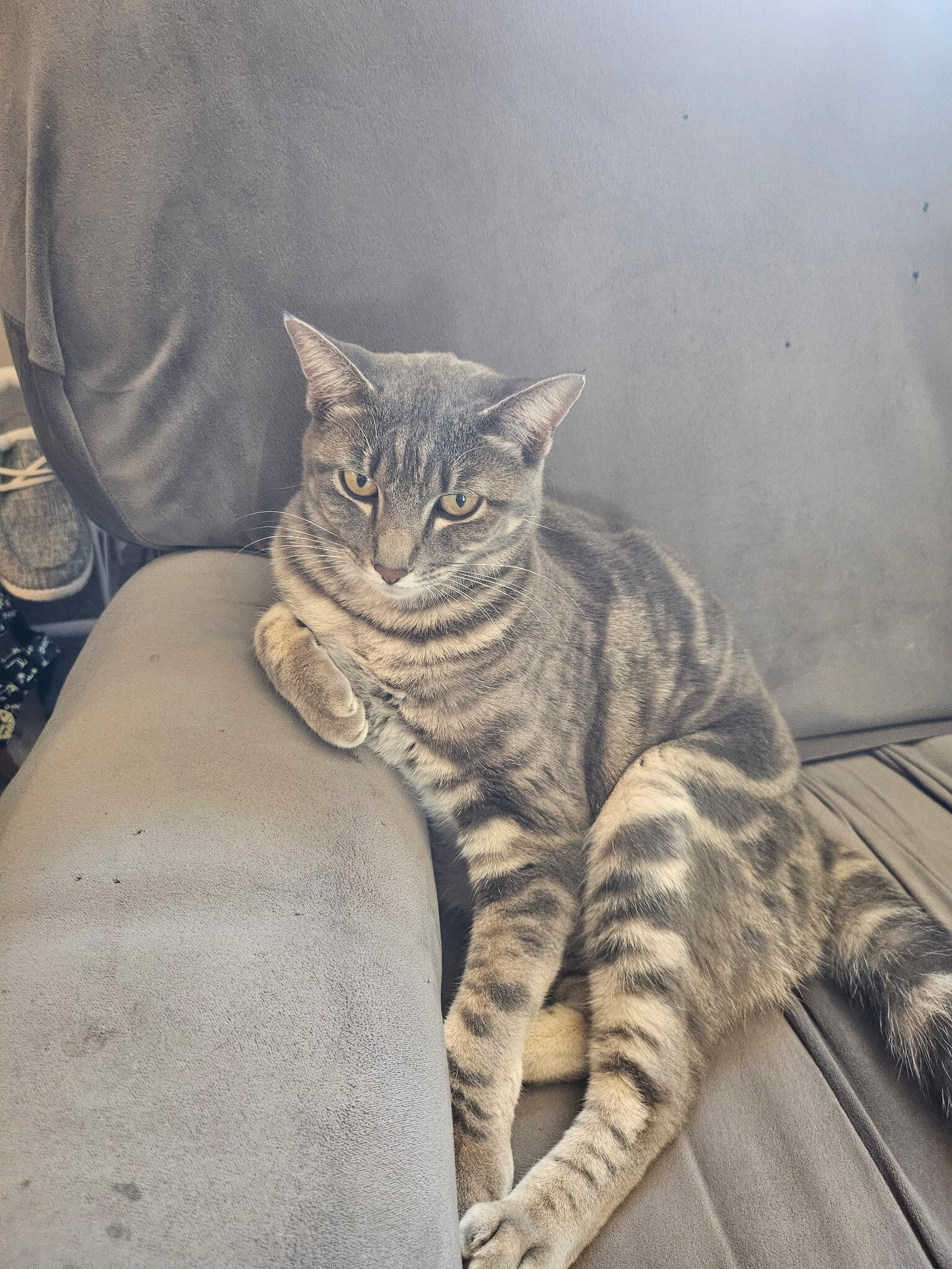 2 cats image 4