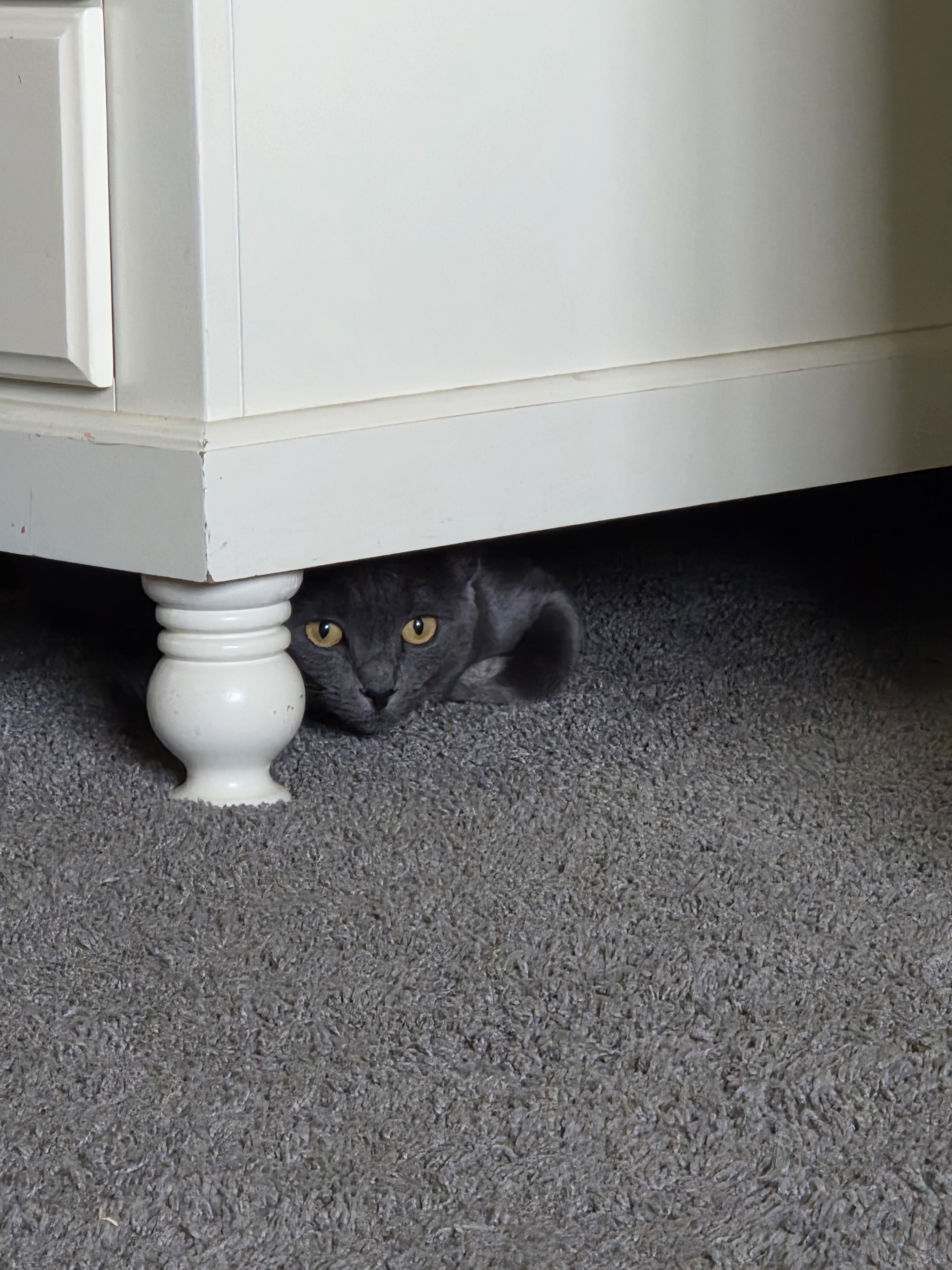 2 cats image 3