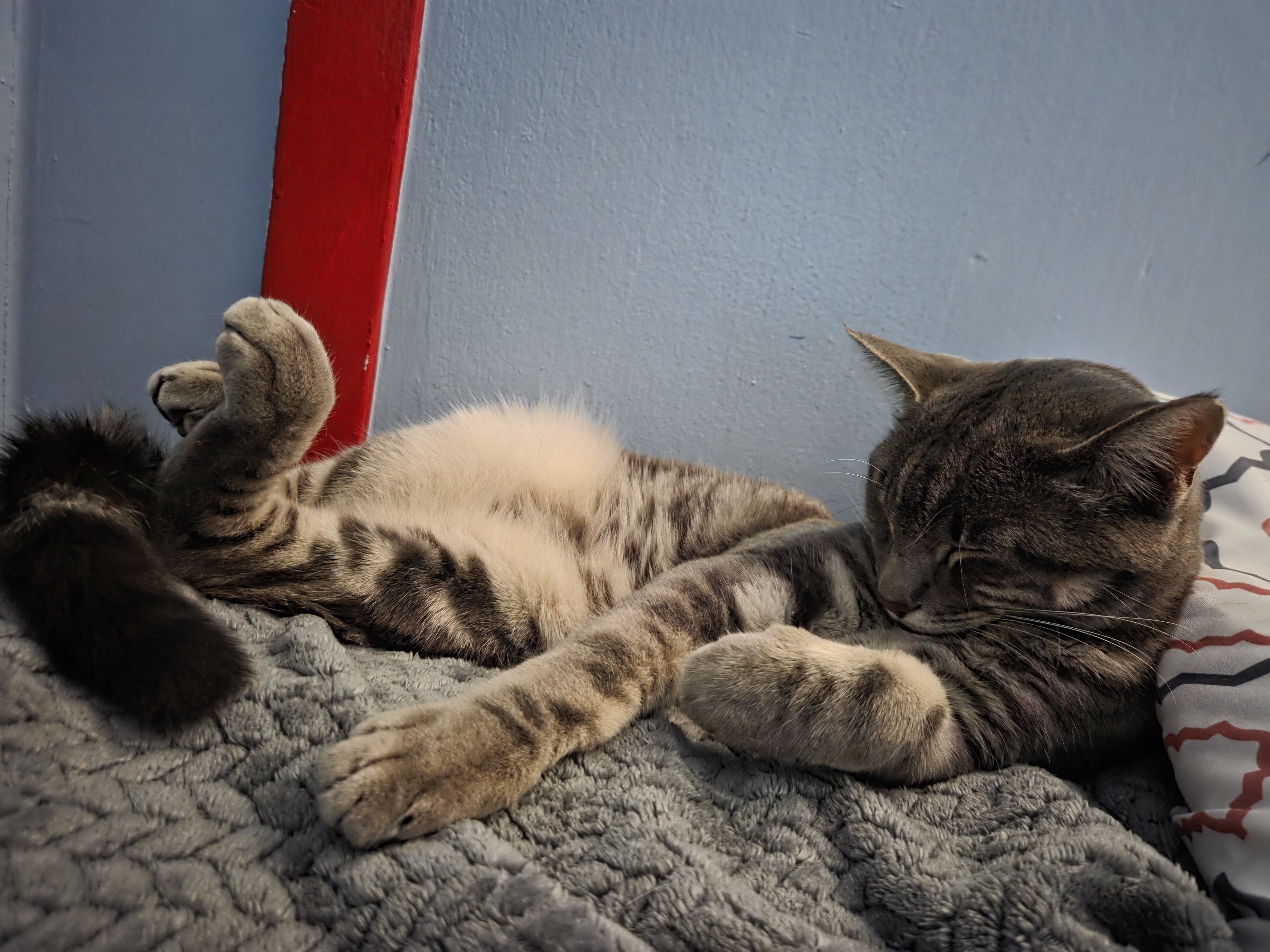 2 cats image 7