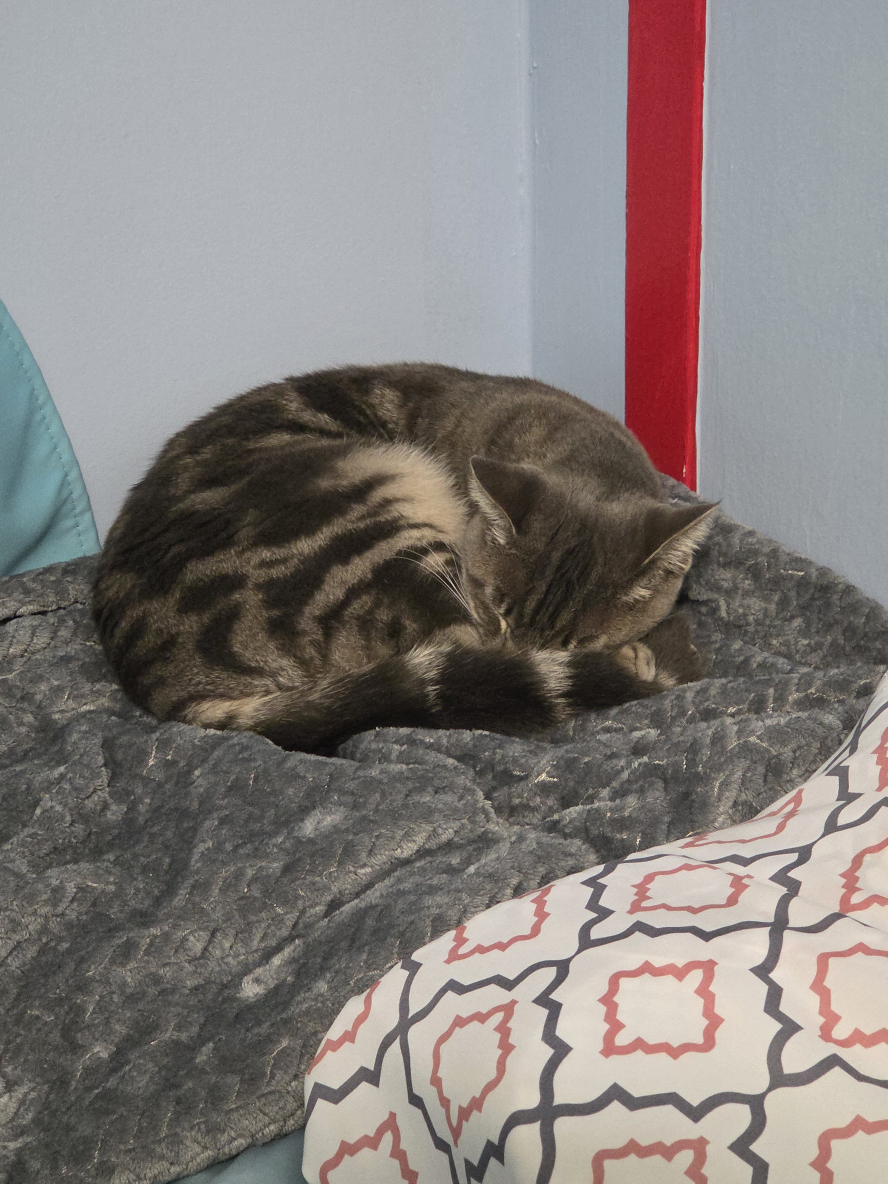 2 cats image 6