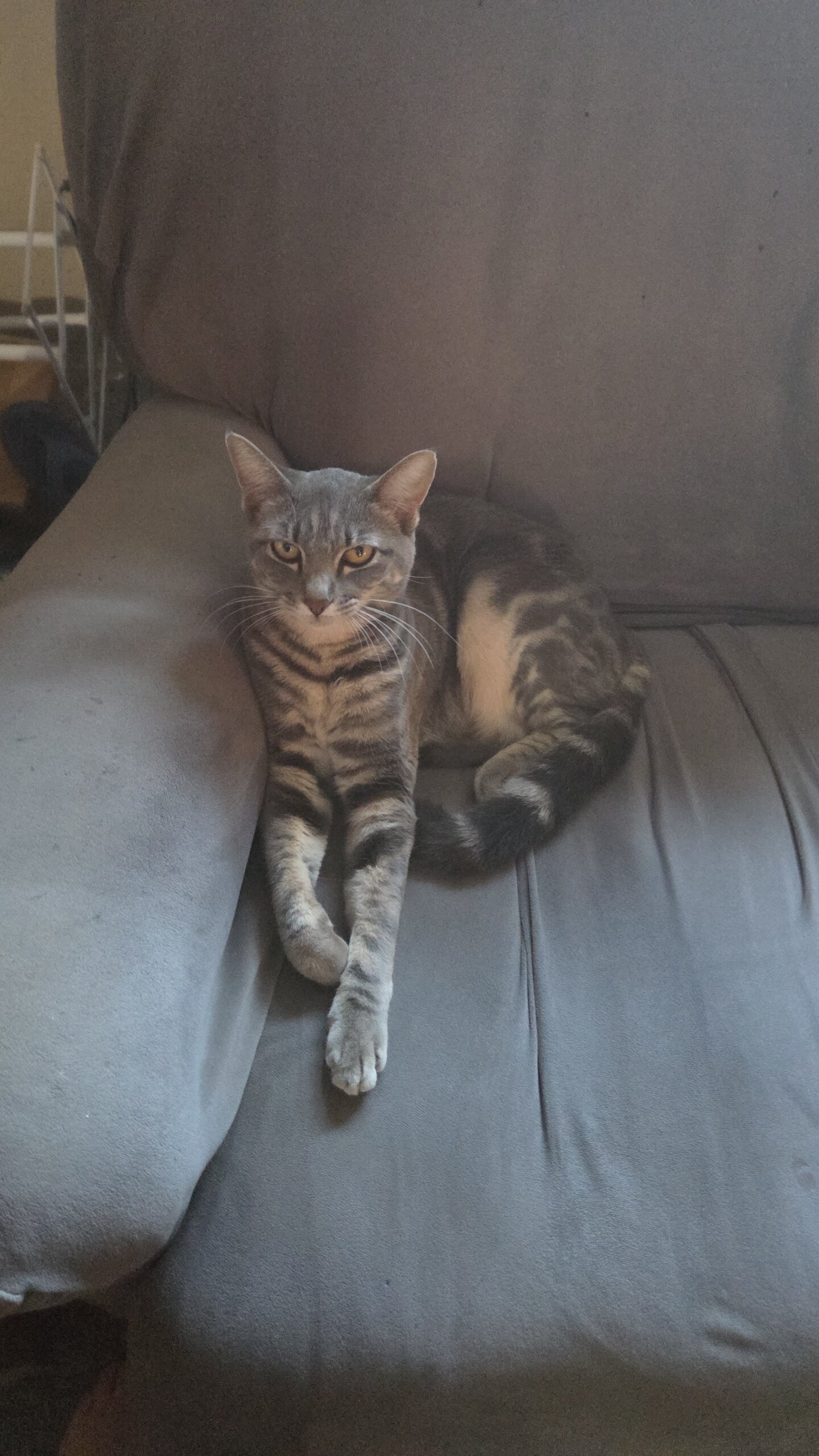 2 cats image 1