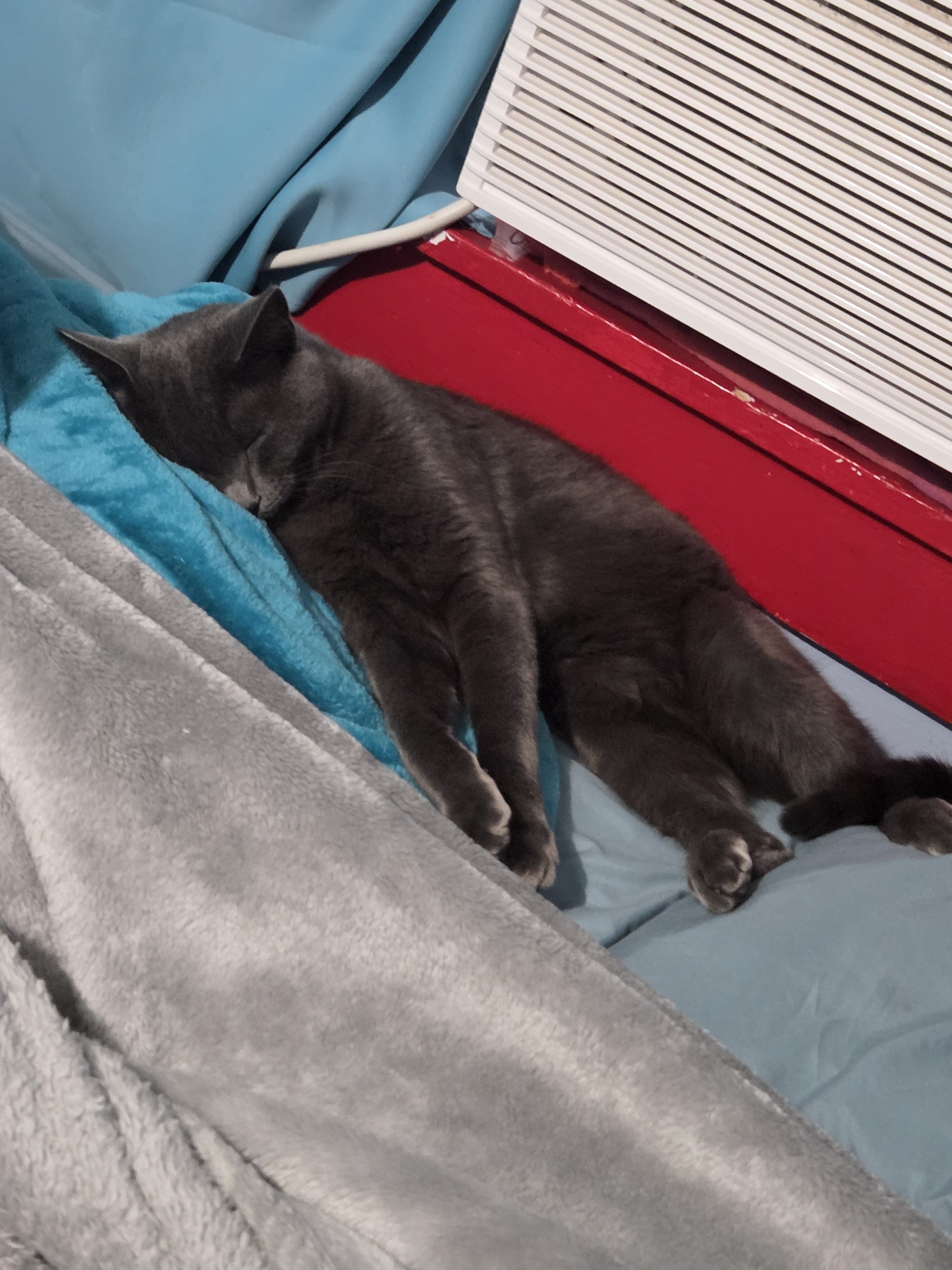 2 cats image 5
