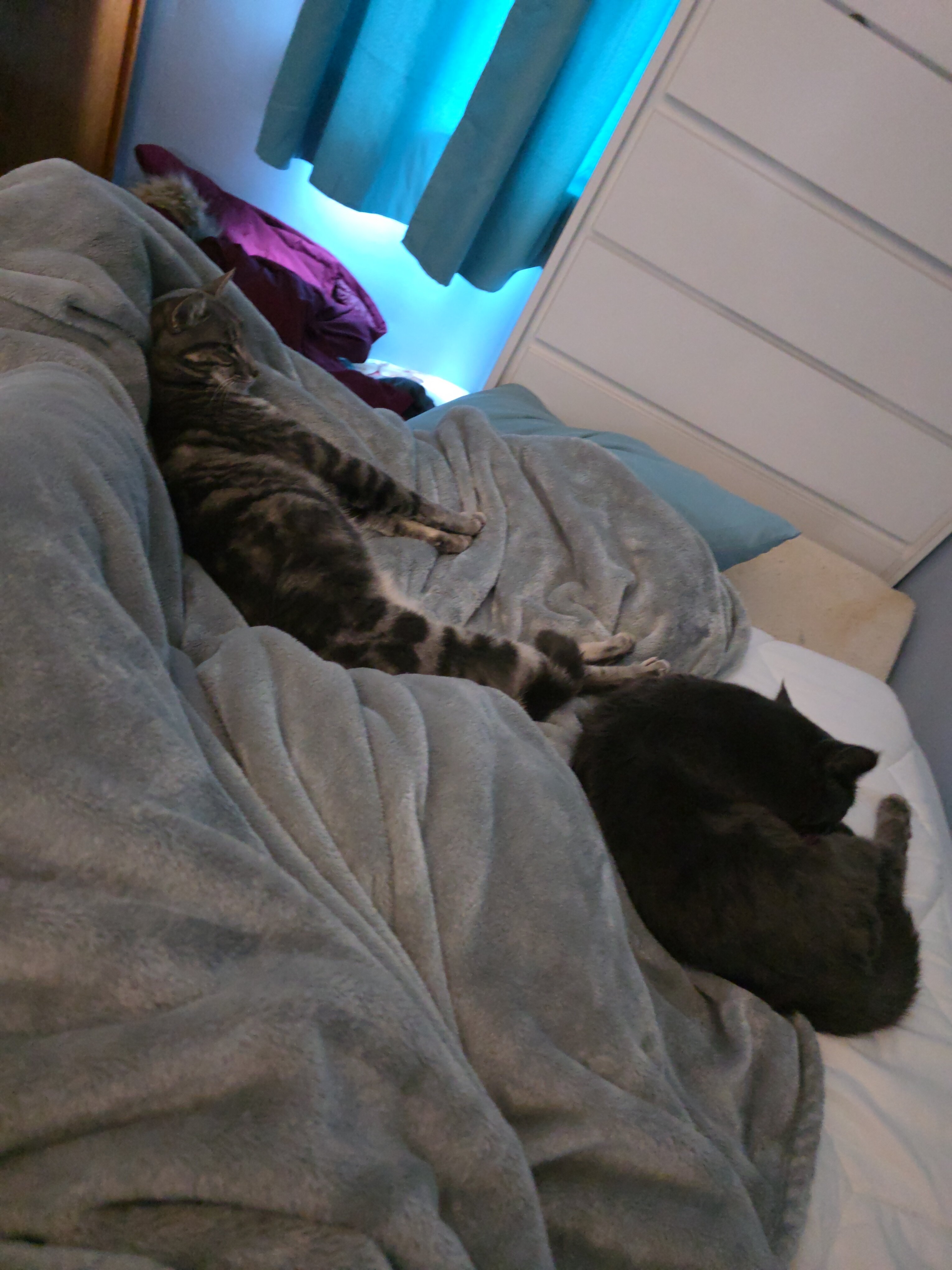 2 cats image 2