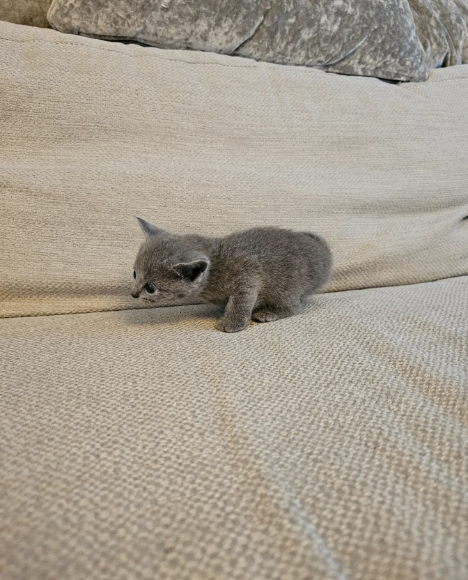 Russian Blue Kittens image 1