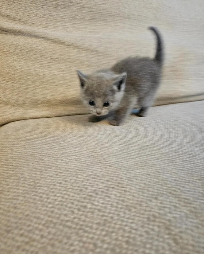 Russian Blue Kittens image 2