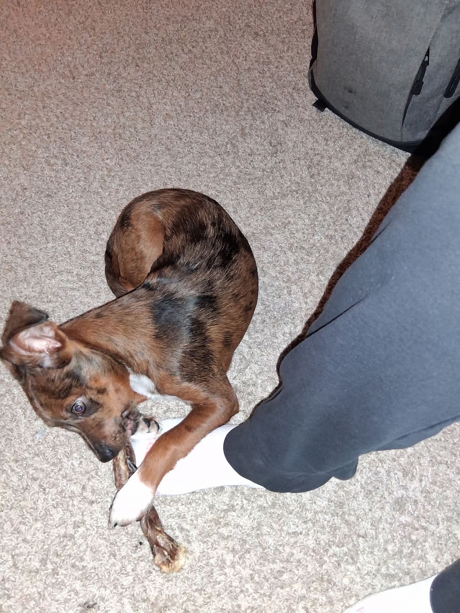 15 week old blue heeler female image 1