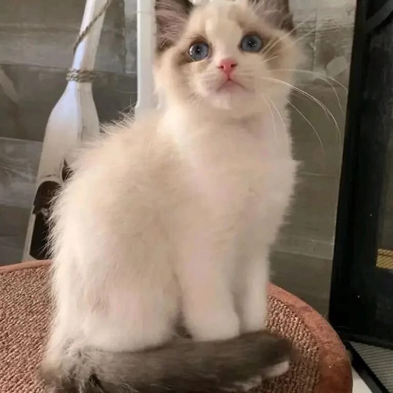 Persian kitty available image 1