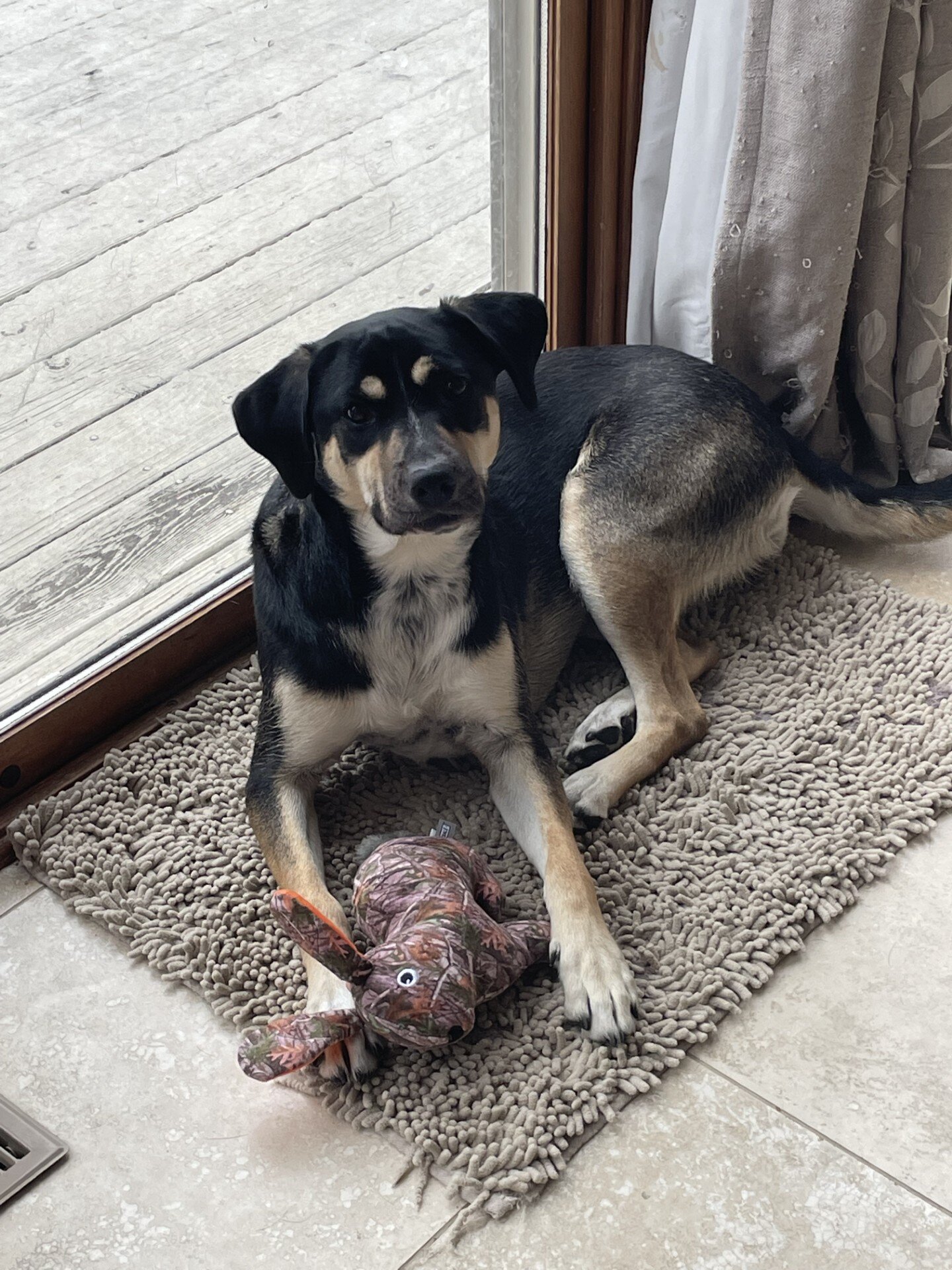 German Shepard Mix image 1