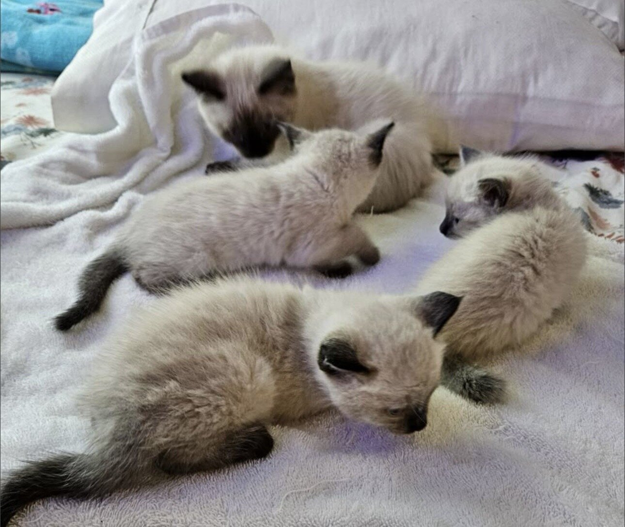 Siamese Kittens image 1