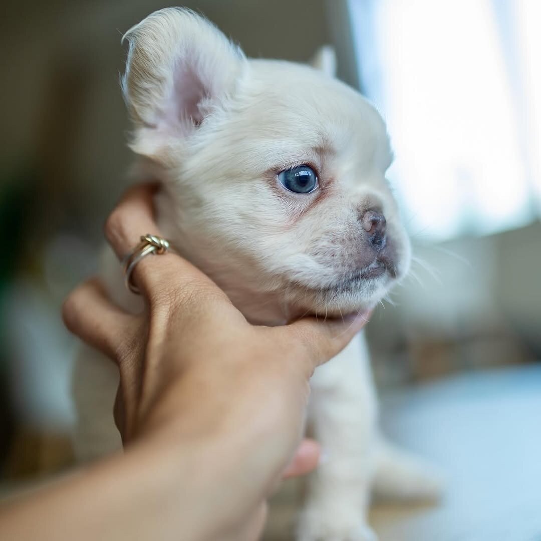 Adorable Purebred French Bulldog Puppy – Ready image 2