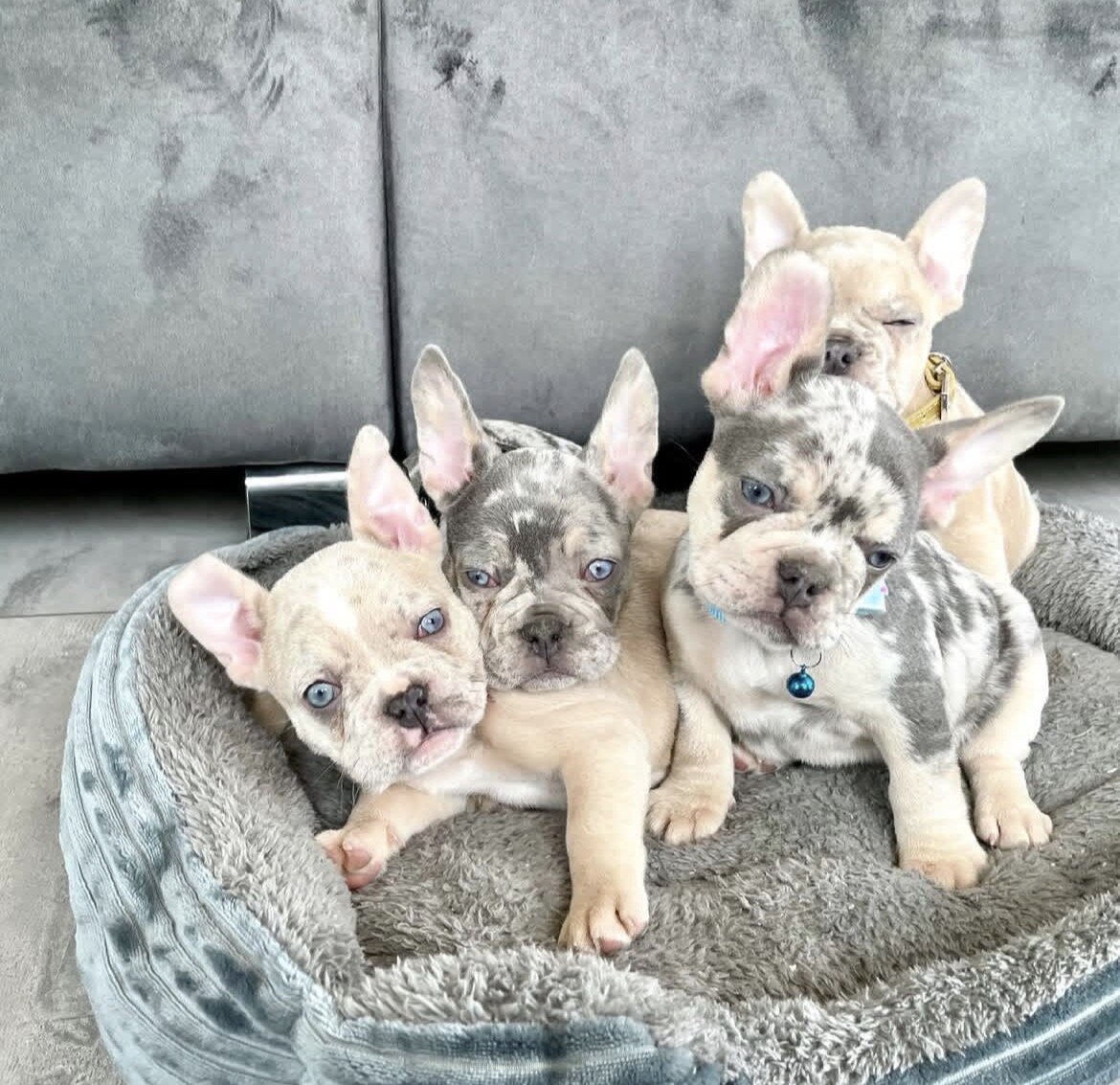 Adorable Purebred French Bulldog Puppy – Ready image 1