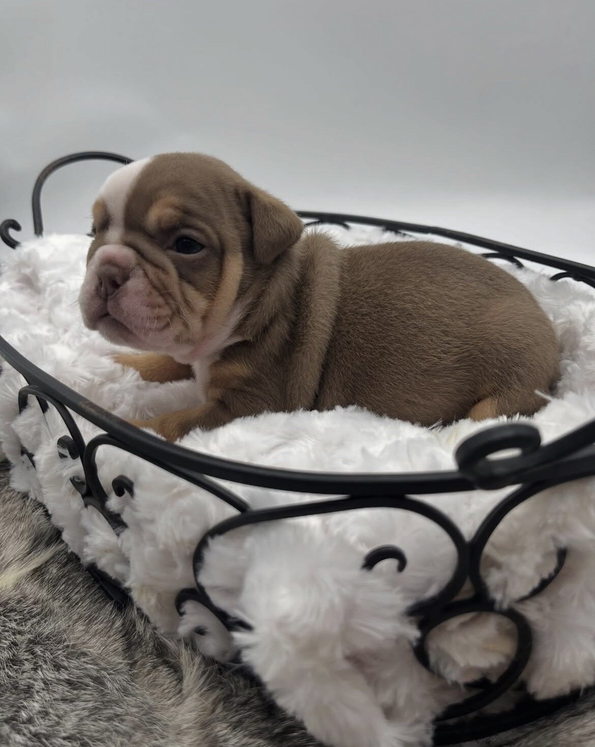 Adorable Purebred French Bulldog Puppy – Ready image 4