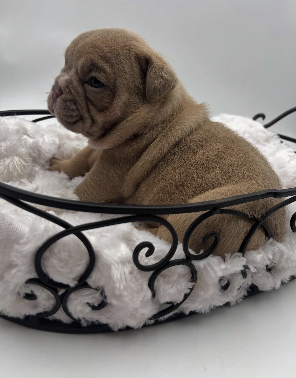 Adorable Purebred French Bulldog Puppy – Ready image 3