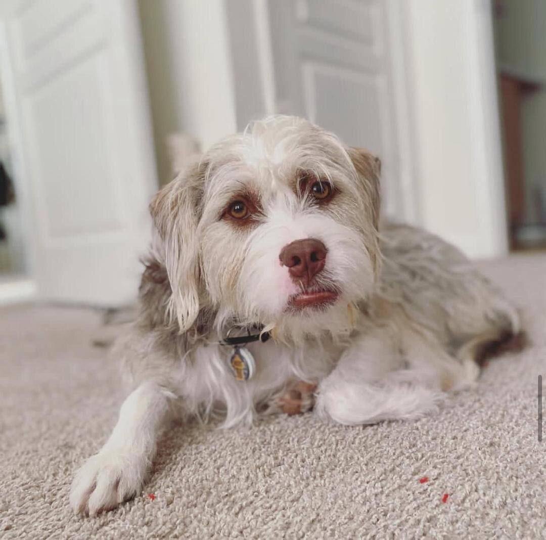 A Dog image 1