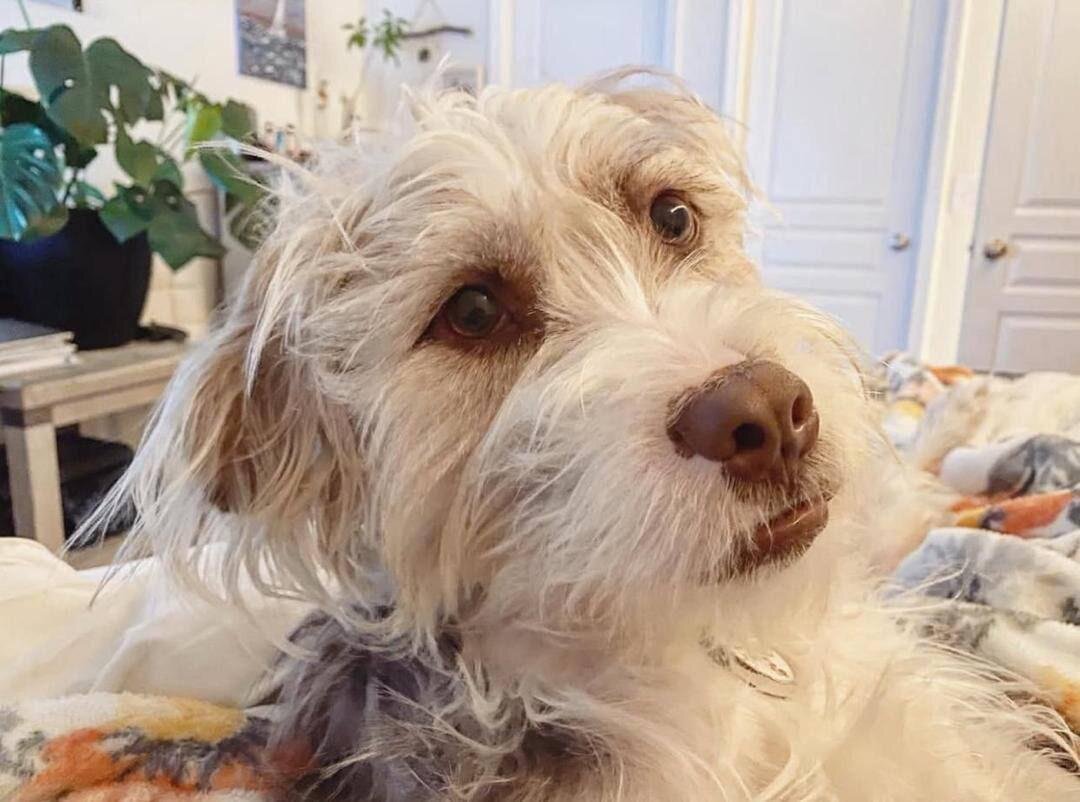 A Dog image 3