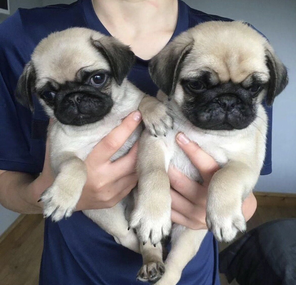 Adorable Pug Puppies Ready for Their Forever Homes image 2