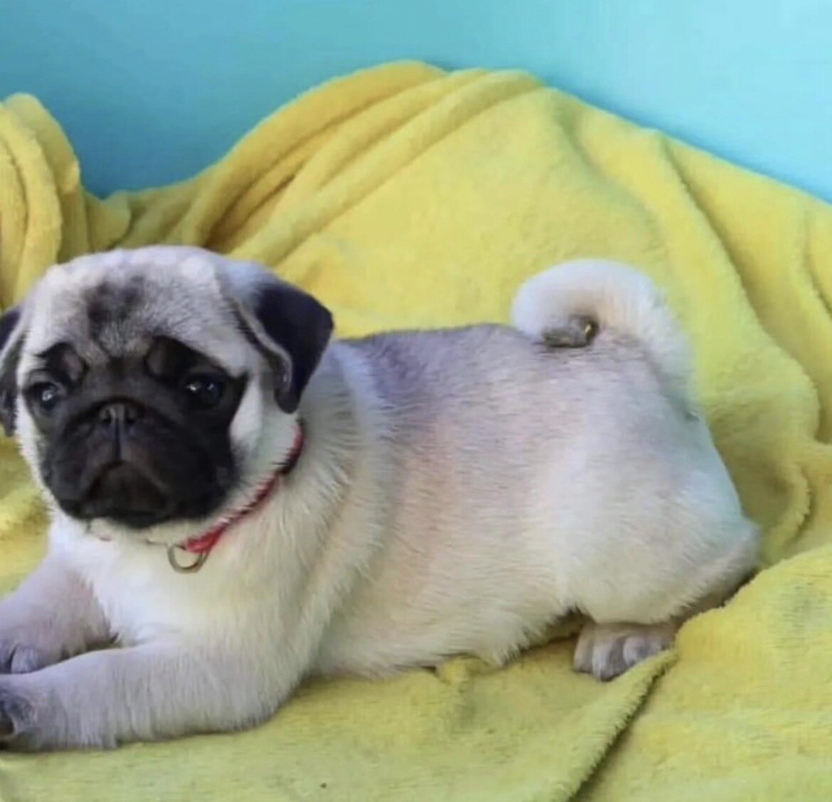 Adorable Pug Puppies Ready for Their Forever Homes image 3