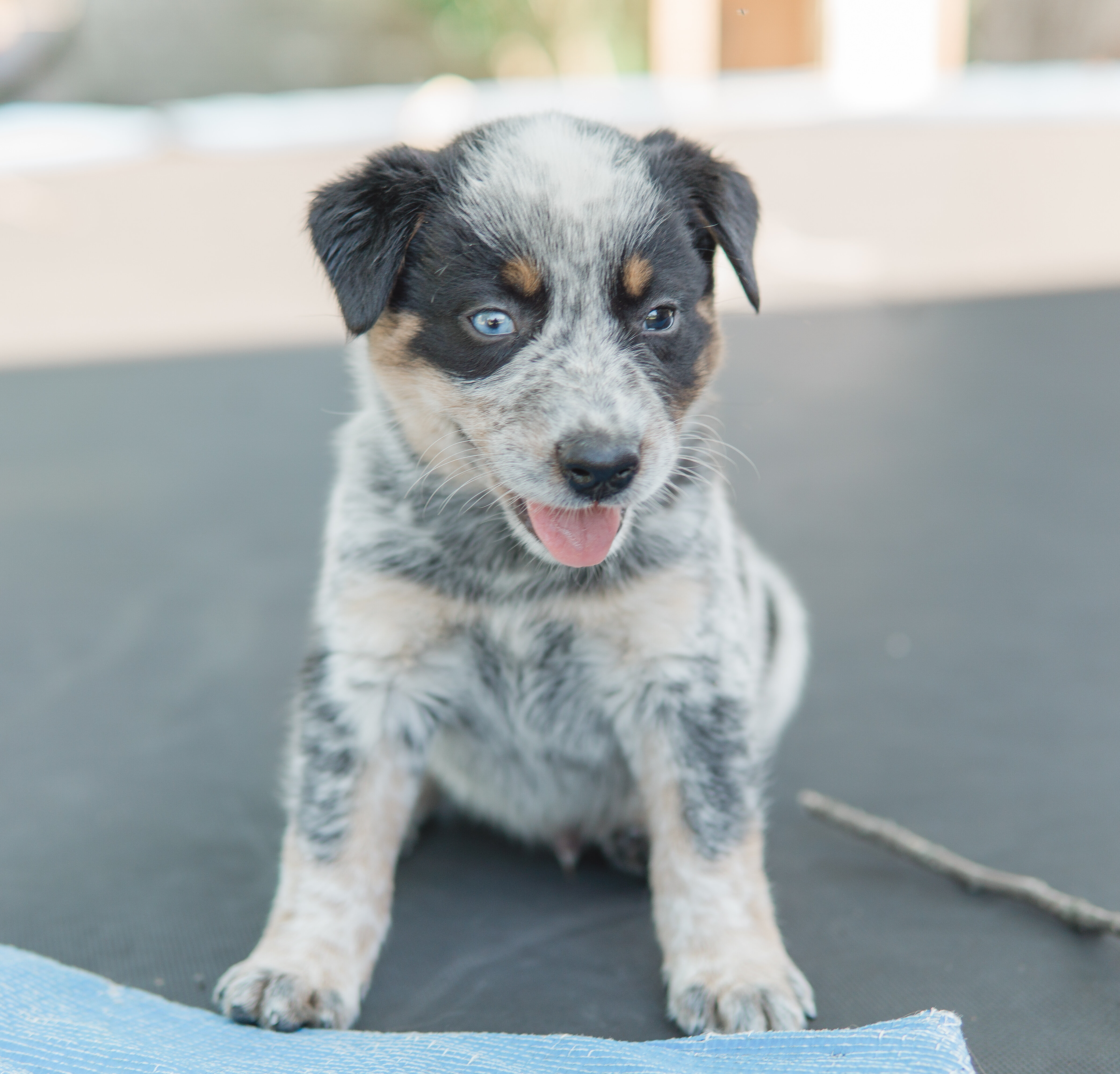 Texas heeler puppies image 2