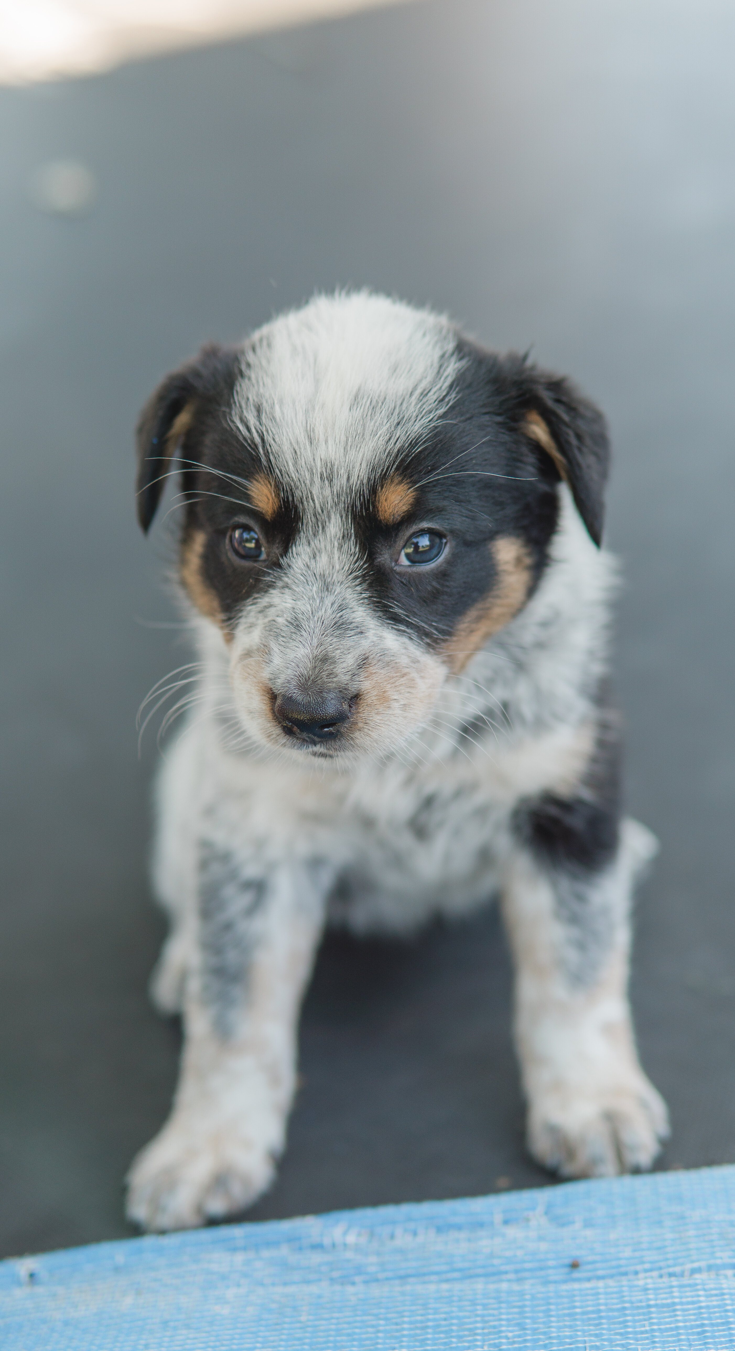 Texas heeler puppies image 3