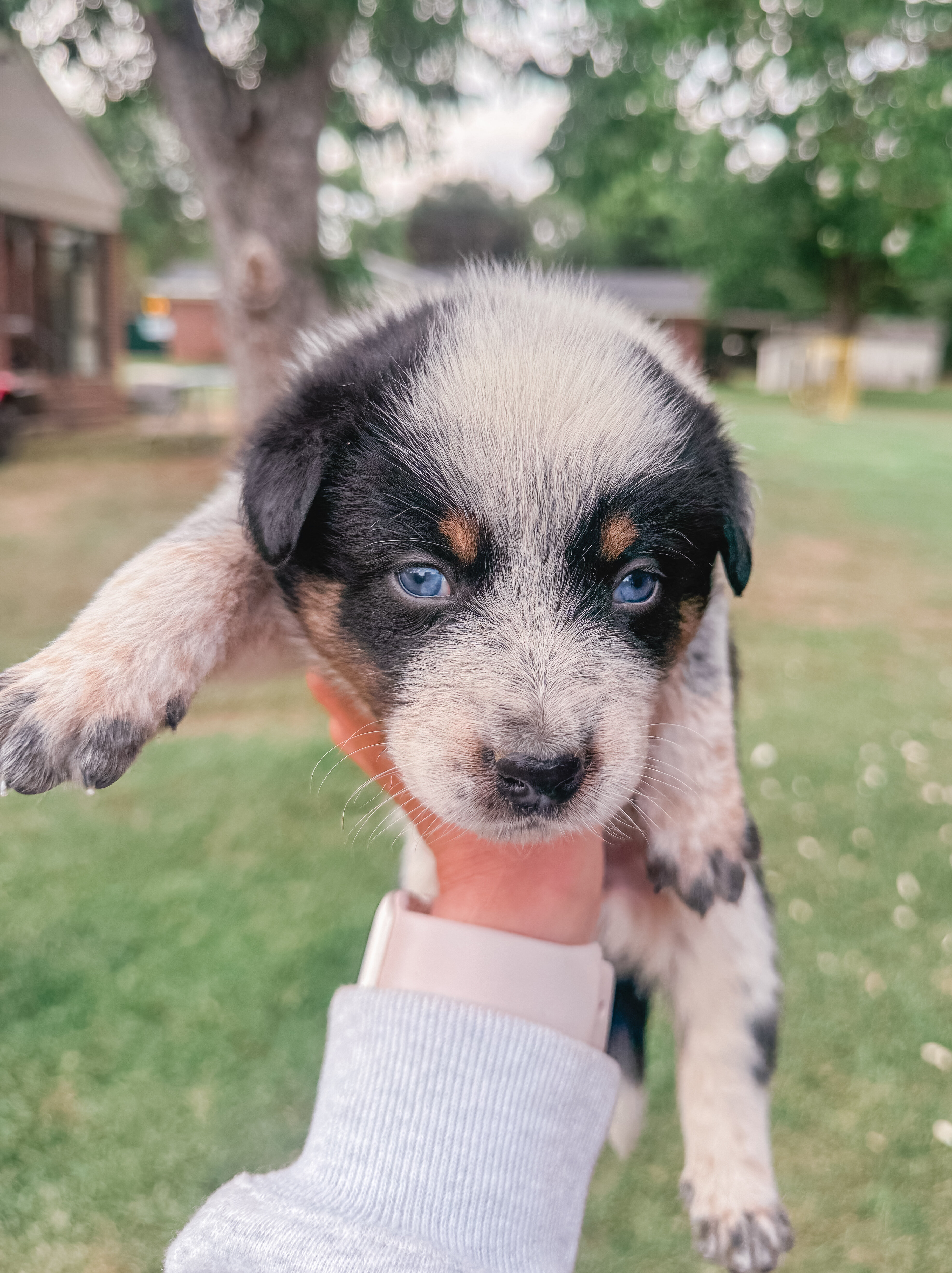 Texas heeler puppies image 1