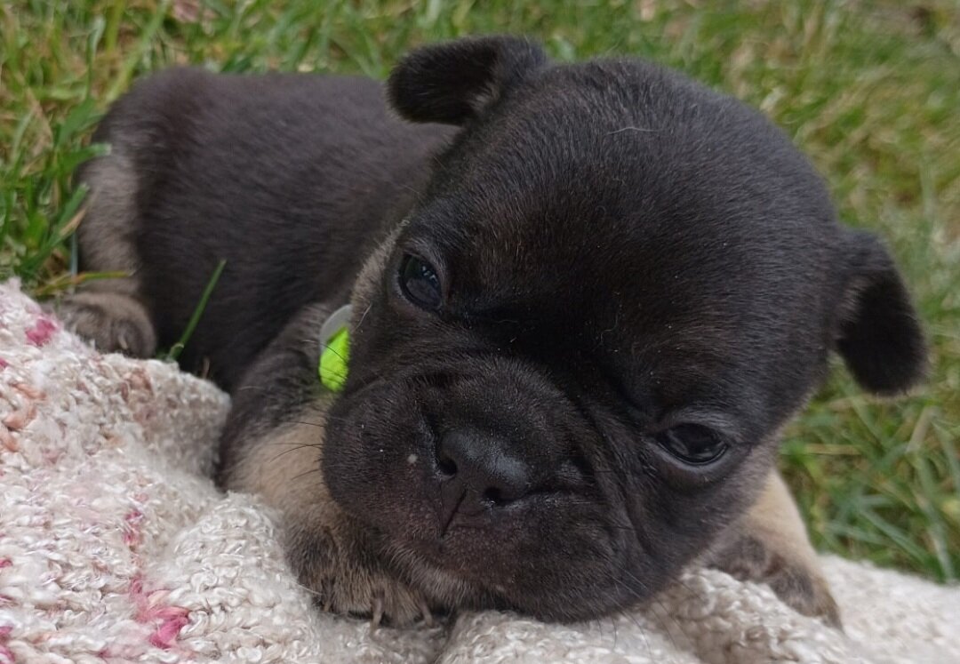 black tan frenchton image 2