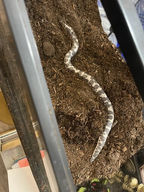 Male Albino Kenyan Sand Boa 2yr & Complete Setup image 1
