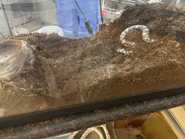 Male Albino Kenyan Sand Boa 2yr & Complete Setup image 2