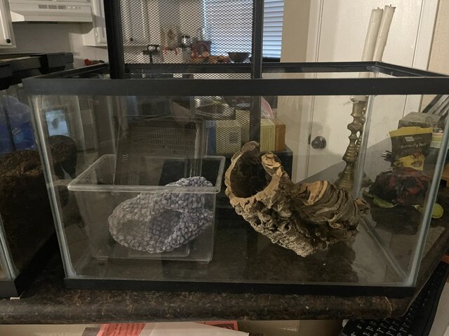 Male Albino Kenyan Sand Boa 2yr & Complete Setup image 5