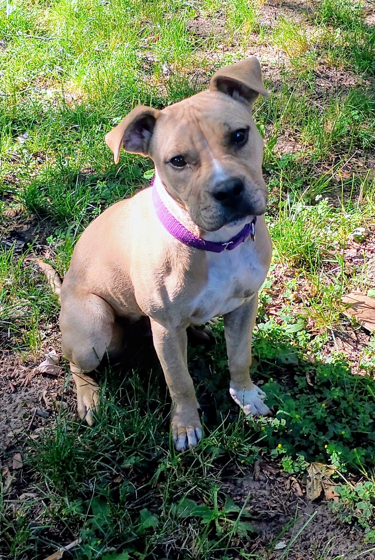 Pitbull puppy image 1