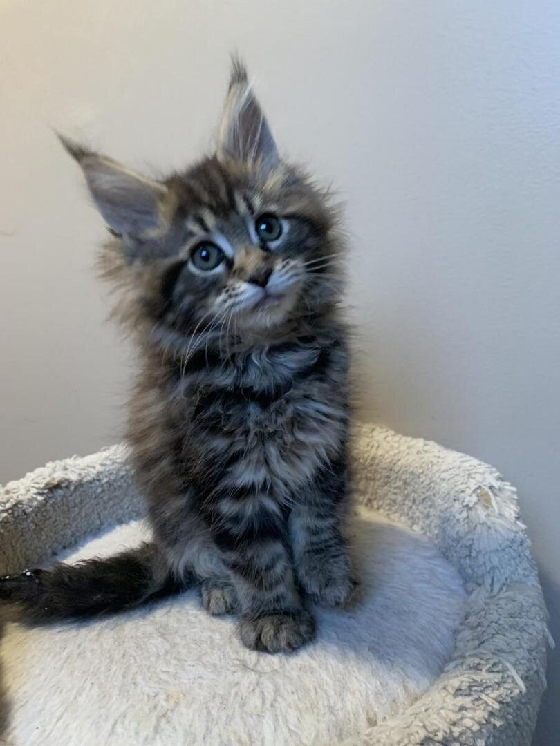 Maine coon Kittens image 1