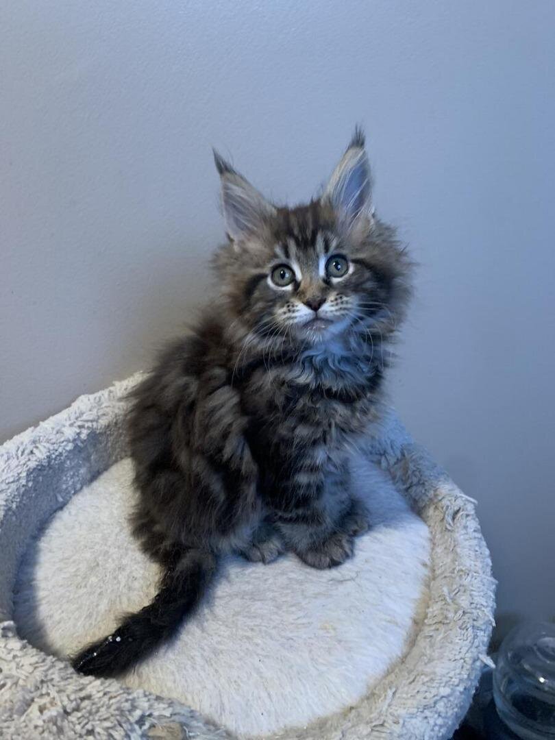 Maine coon Kittens image 2
