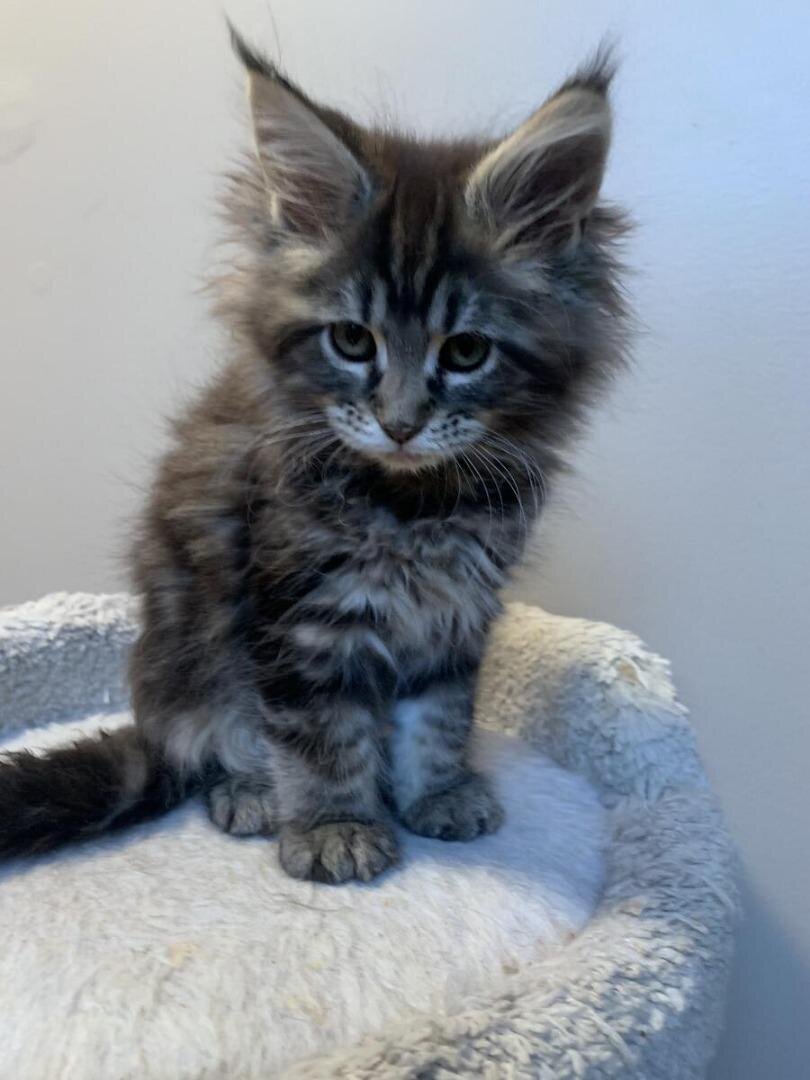 Maine coon Kittens image 3