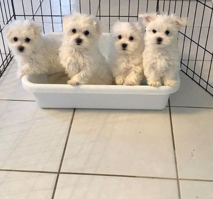 Adorable males and females Maltese pups for sale image 1