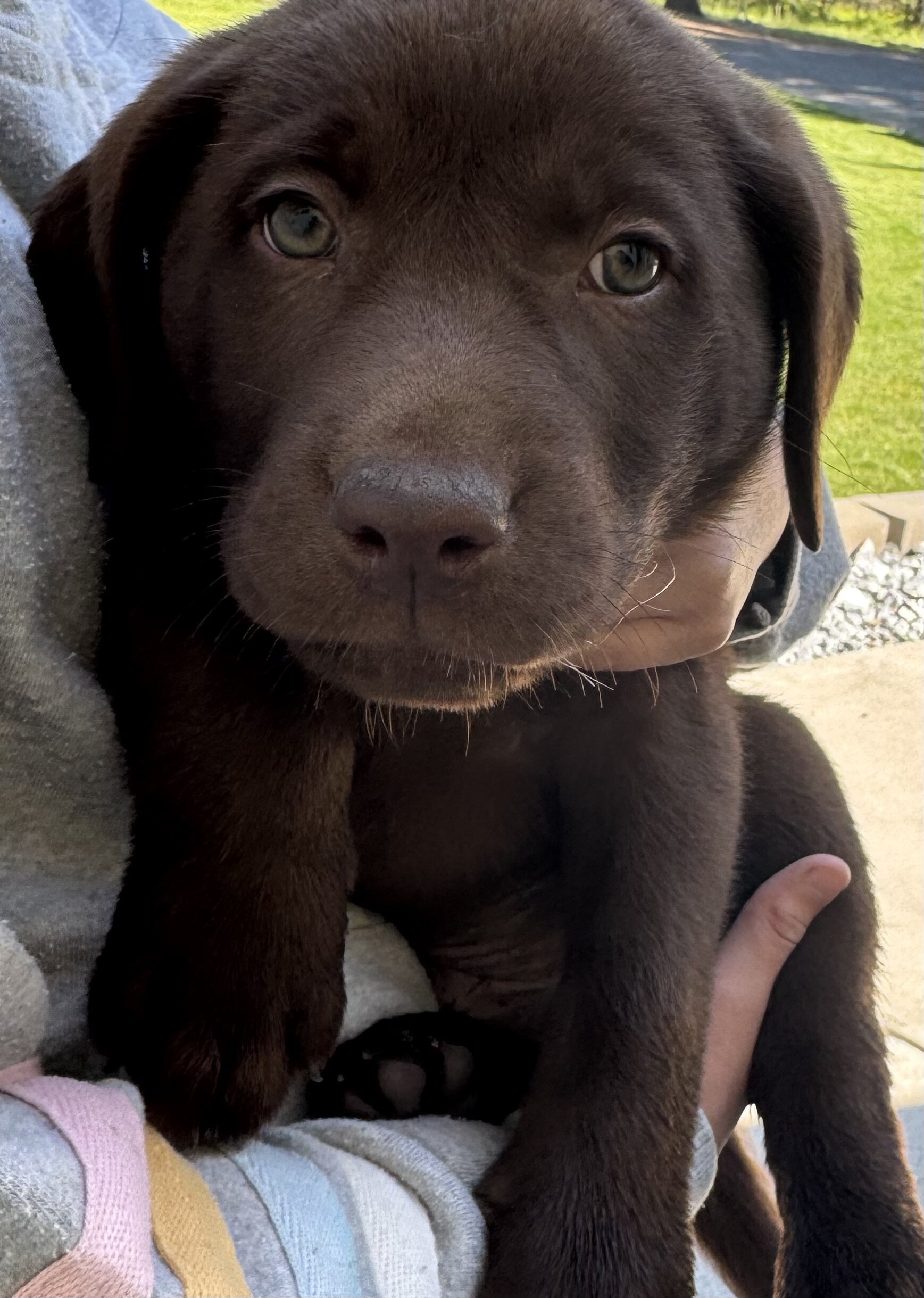 AKC pure bred chocolate lab image 1