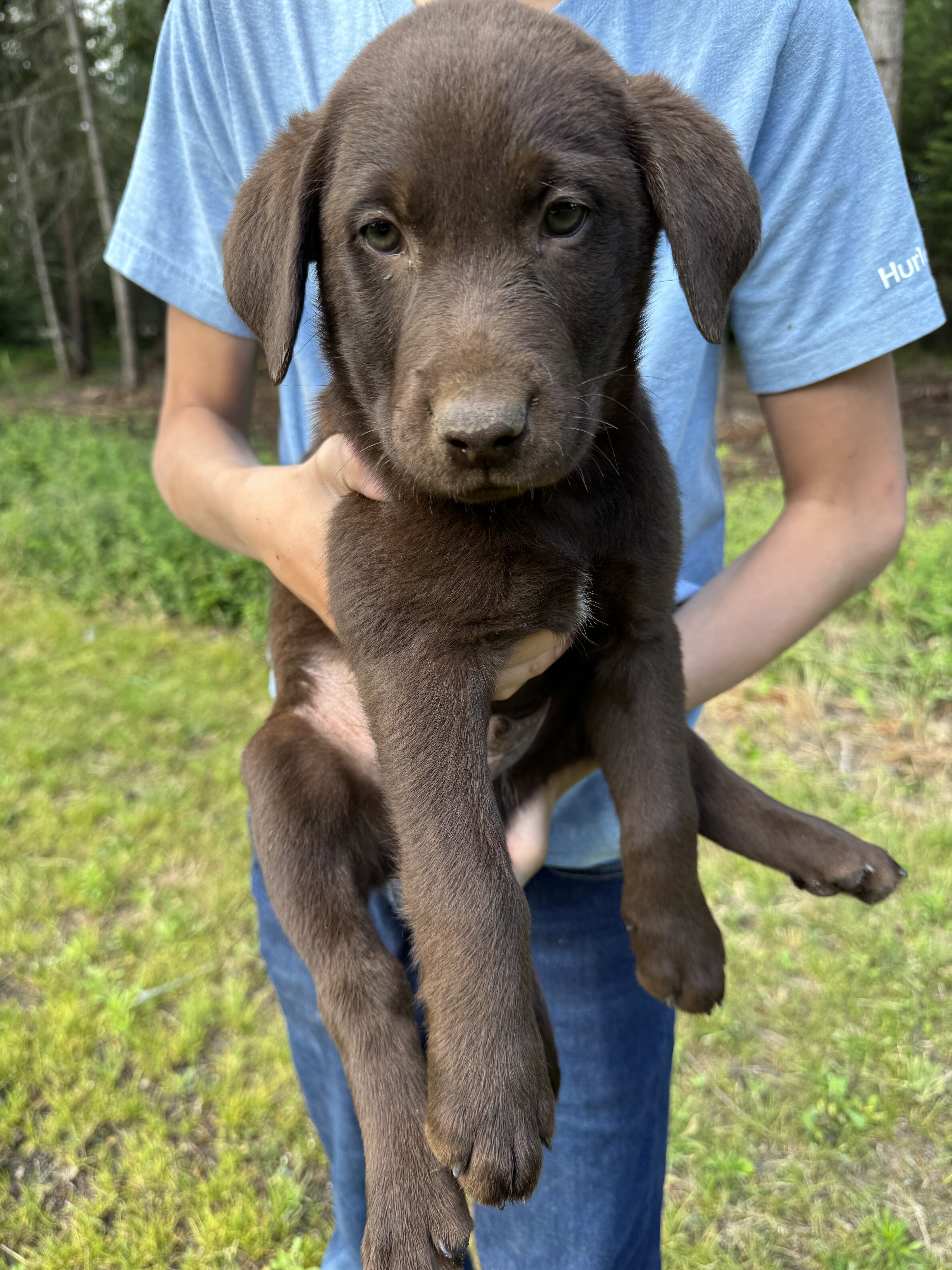 AKC pure bred chocolate lab image 2